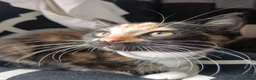 Mixed Breed cats for sale: Kitten  - Advert 1