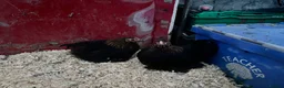 Chickens poultry for sale: Pekin pullets  - Advert 2
