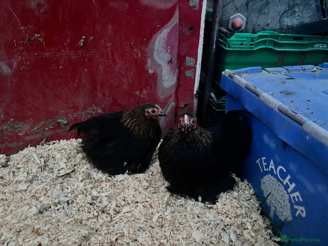 Chickens poultry for sale: Pekin pullets  - Advert 2