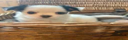 Chihuahua dogs for sale: Beautiful Chihuahuas girls in Bootle - Advert 8