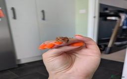 Gecko reptiles for sale: Crested gecko - Image 3