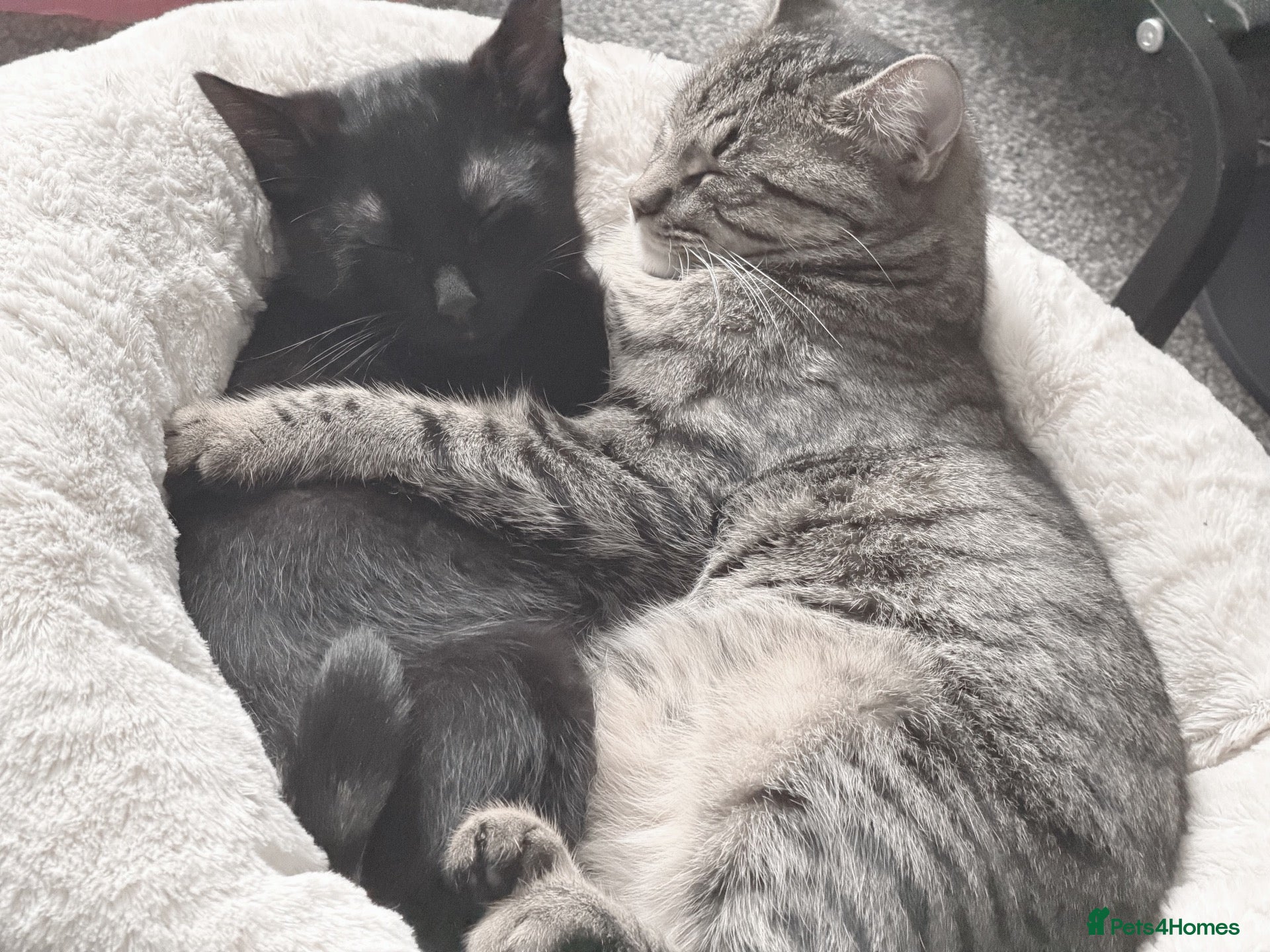 Mixed Breed cats NEED REHOMED ASAP black Kitten & junior tabby - Advert 1