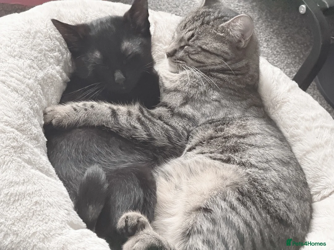 Mixed Breed cats for sale: NEED REHOMED ASAP black Kitten & junior tabby - Advert 1