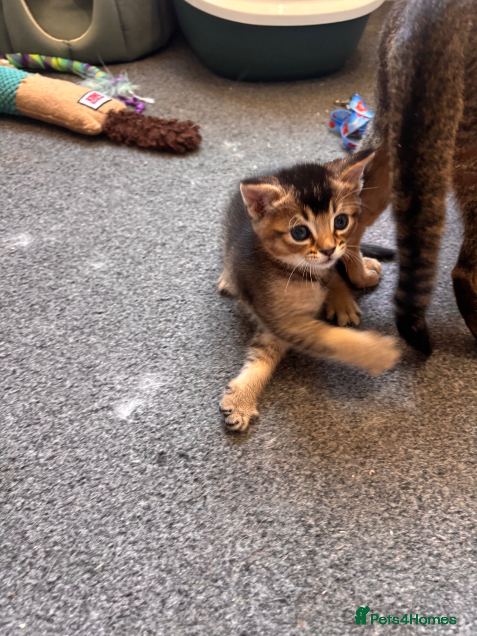 Mixed Breed cats for sale: Male kittens - Advert 16