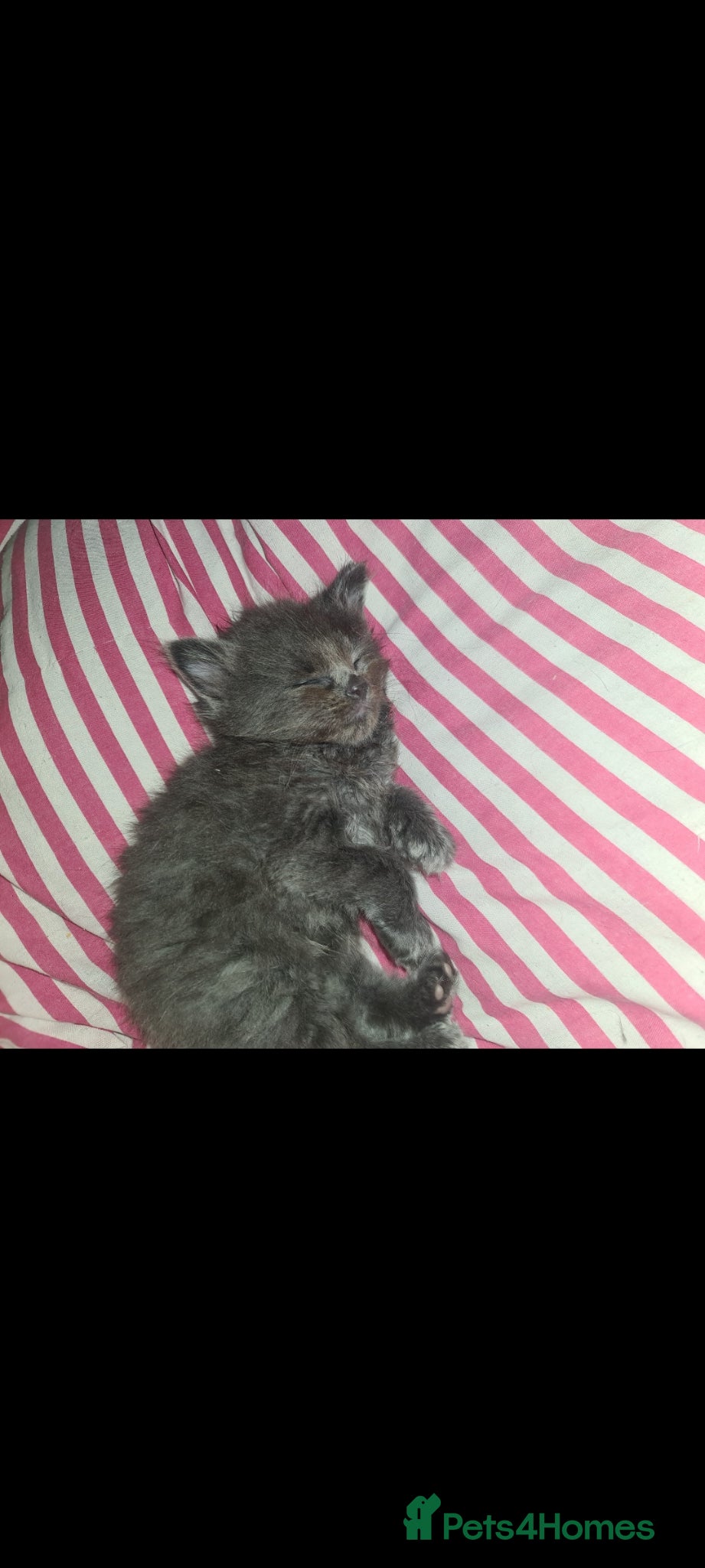 Mixed Breed cats for sale: Fabulous trio  - Advert 11
