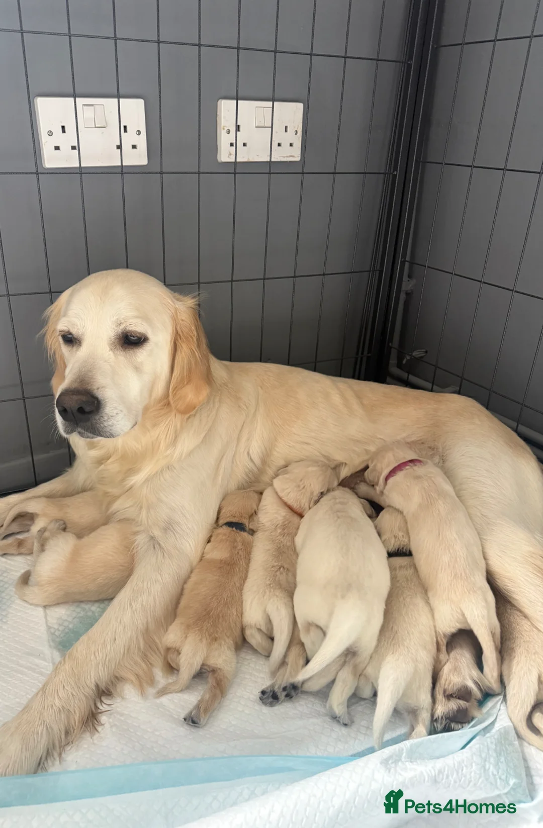 Golden Retriever dogs for sale: Stunning Litter of Golden Retriever Puppies 🤍 in Stoke-on-Trent - Advert 2