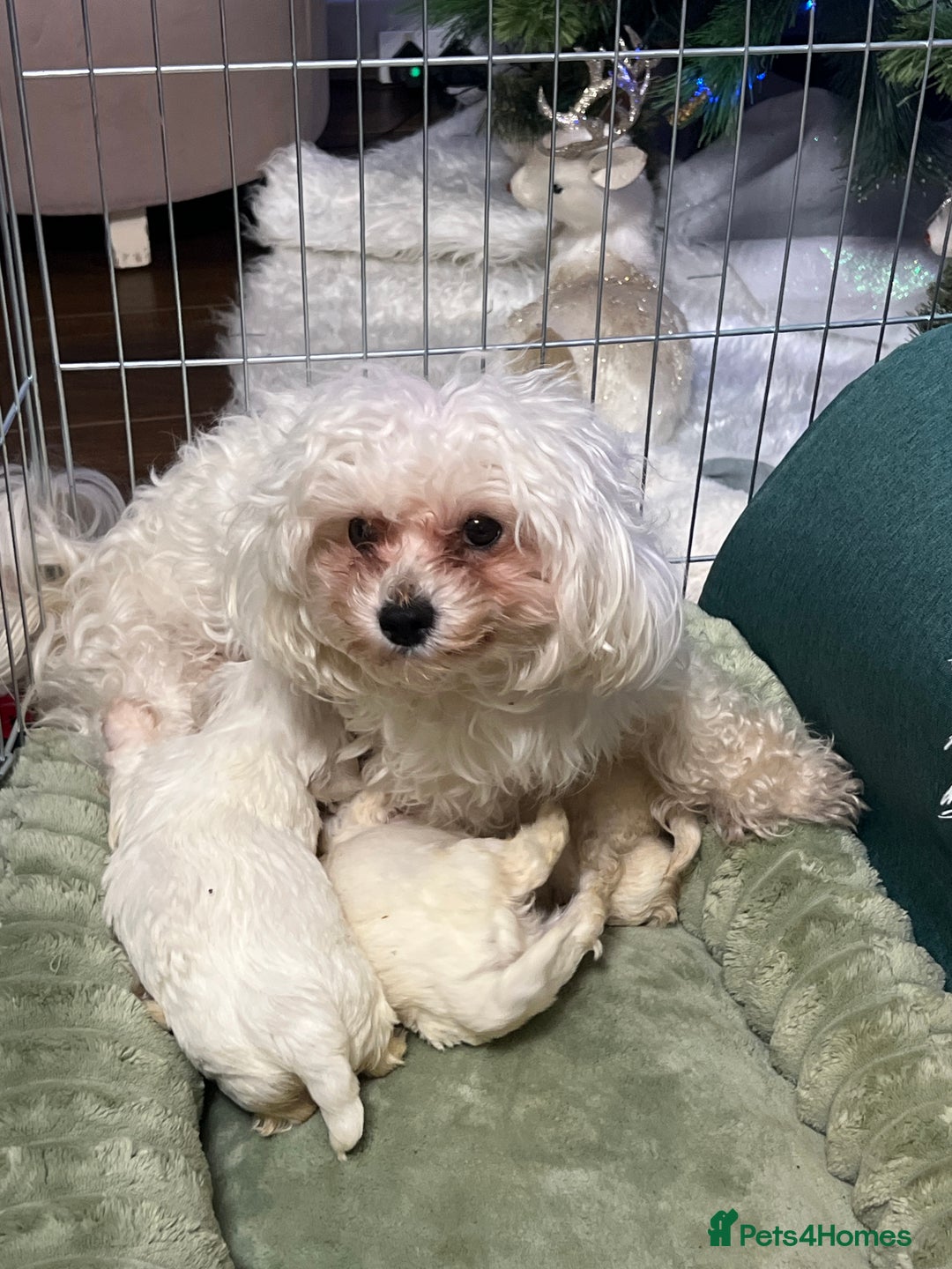 Bichon Frise dogs for sale: Mr Mircea - Advert 4