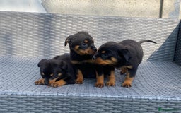 Rottweiler dogs for sale: Beautiful Rottweilers - Image 20