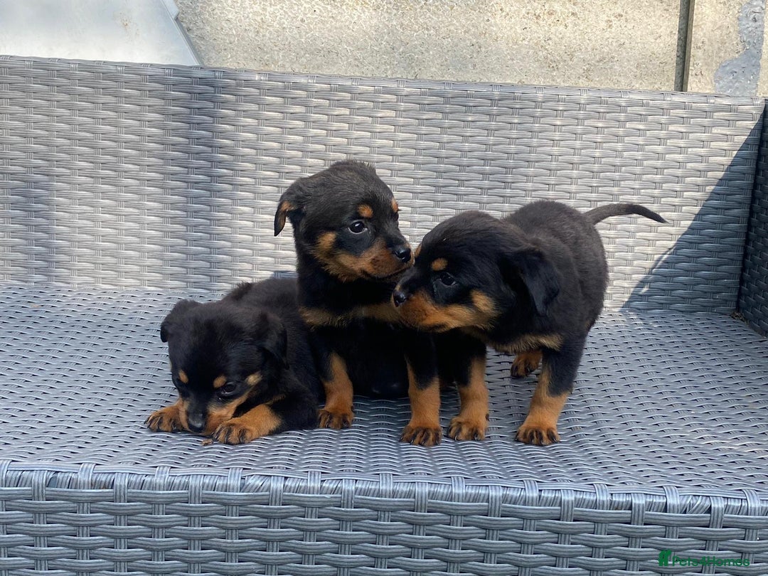 Rottweiler dogs for sale: Beautiful Rottweilers - Image 20