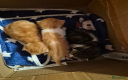 Domestic Shorthair cats for sale: Kittens For Sale - Image 3