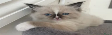 Ragdoll 1