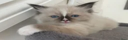 Ragdoll cats for sale: Pedigree Ragdoll Kittens  - Advert 12