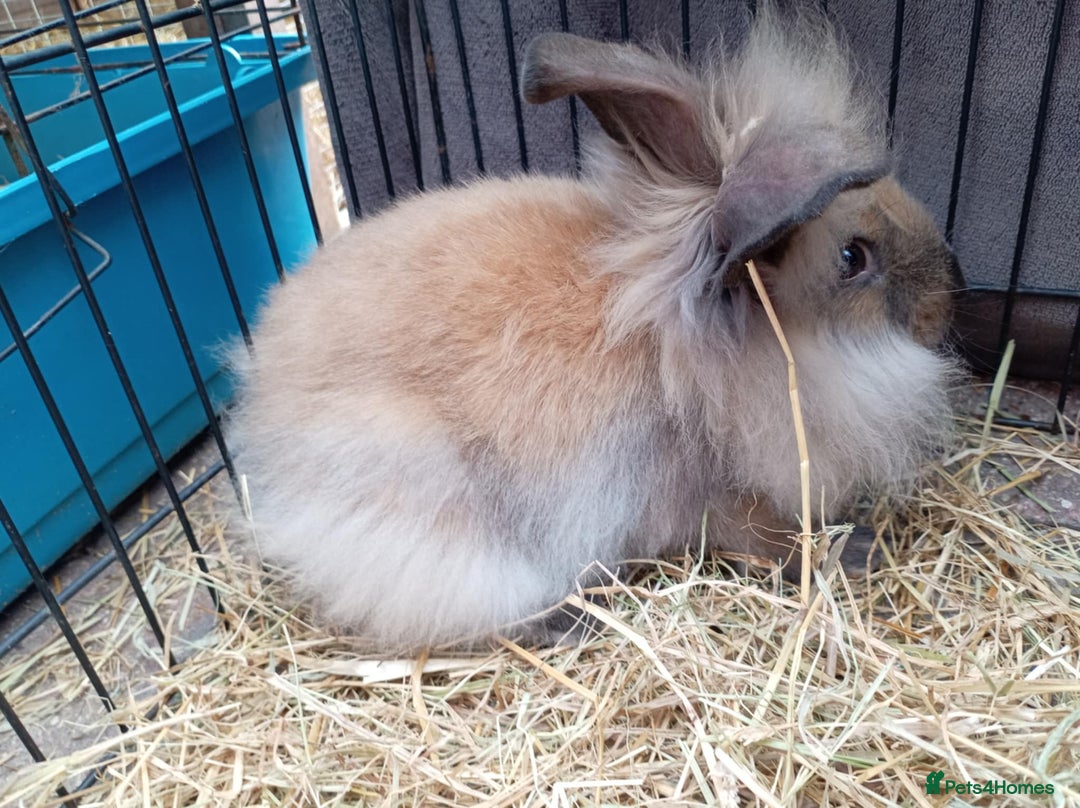 Mini Lion Lop rabbits for sale: 3 boys 1 girl mini lion lop - Image 3