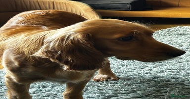 Cocker Spaniel dogs - Advert 16