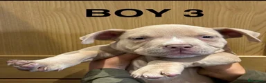 American Bully 3