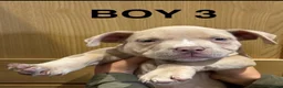 American Bully dogs for sale: American  bully puppies - Advert 9