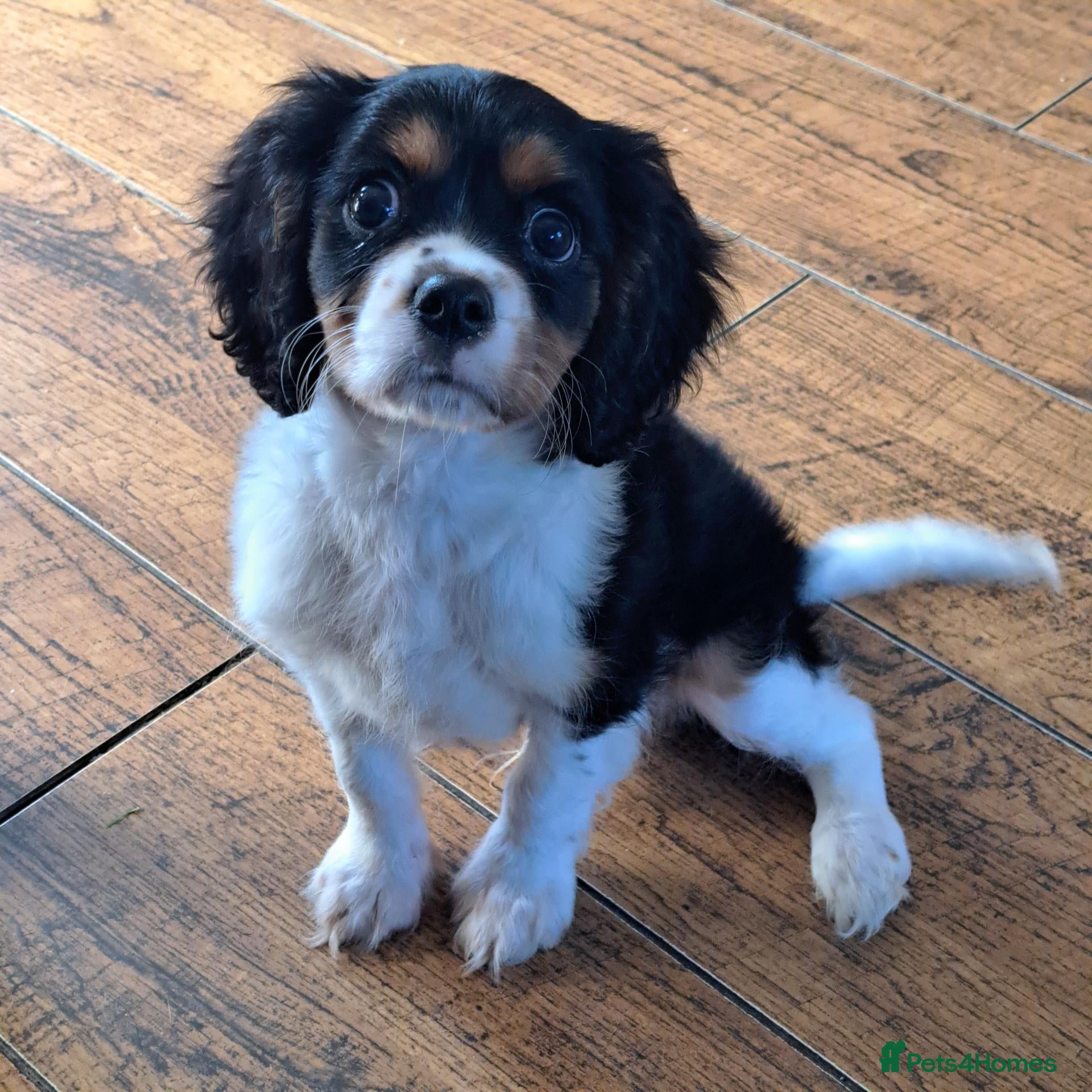 Cavalier King Charles Spaniel dogs Beautiful Tri-Colour Cavalier King Charles Puppies - Advert 1