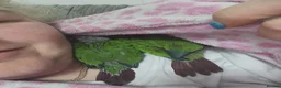 Conures birds for sale: Handreared conures - Advert 8