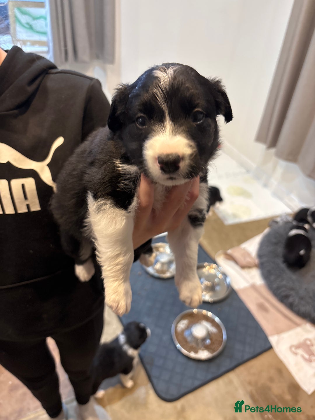 Border Collie dogs for sale: Border collie puppies  - Image 8