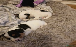 Jack Russell dogs for sale: Short legs Jack Russell  - Advert 4