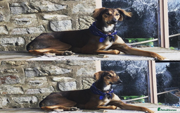 Mixed Breed dogs for sale: Saluki Bull Grey Puppies  - Image 8