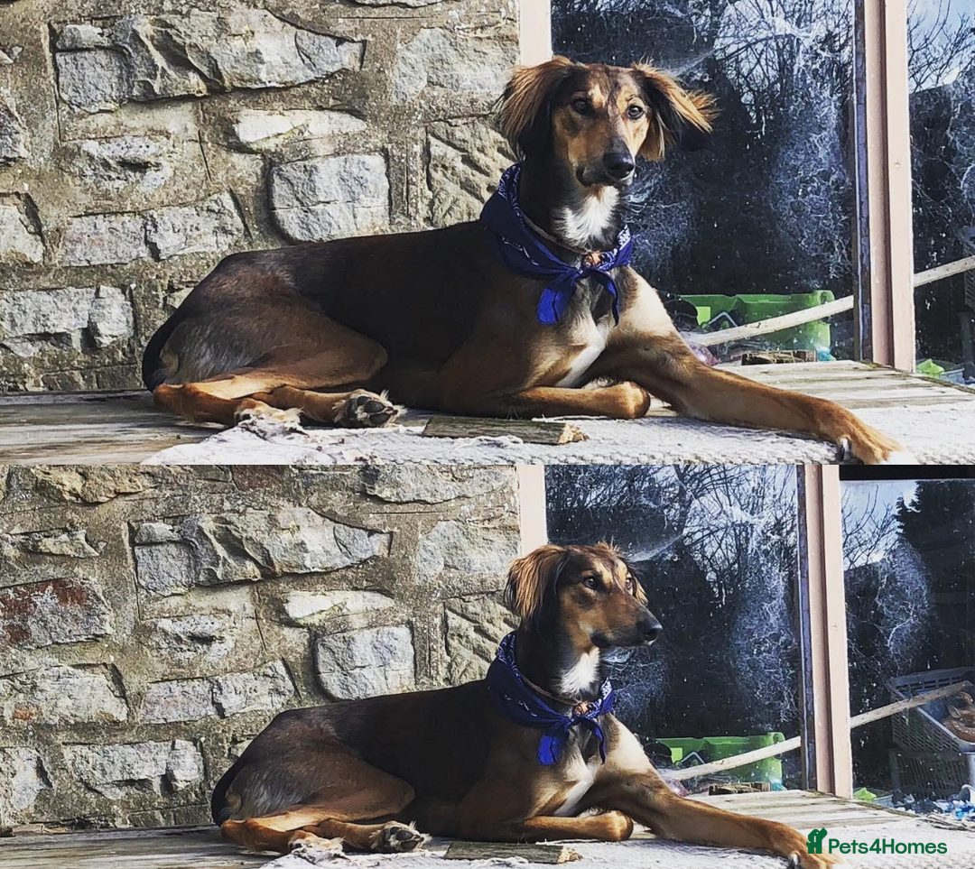 Mixed Breed dogs for sale: Saluki Bull Grey Puppies  - Image 8