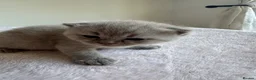 British Shorthair cats for sale: 3 beautiful Female BSH lilac and blues available  in Dartford - Advert 25