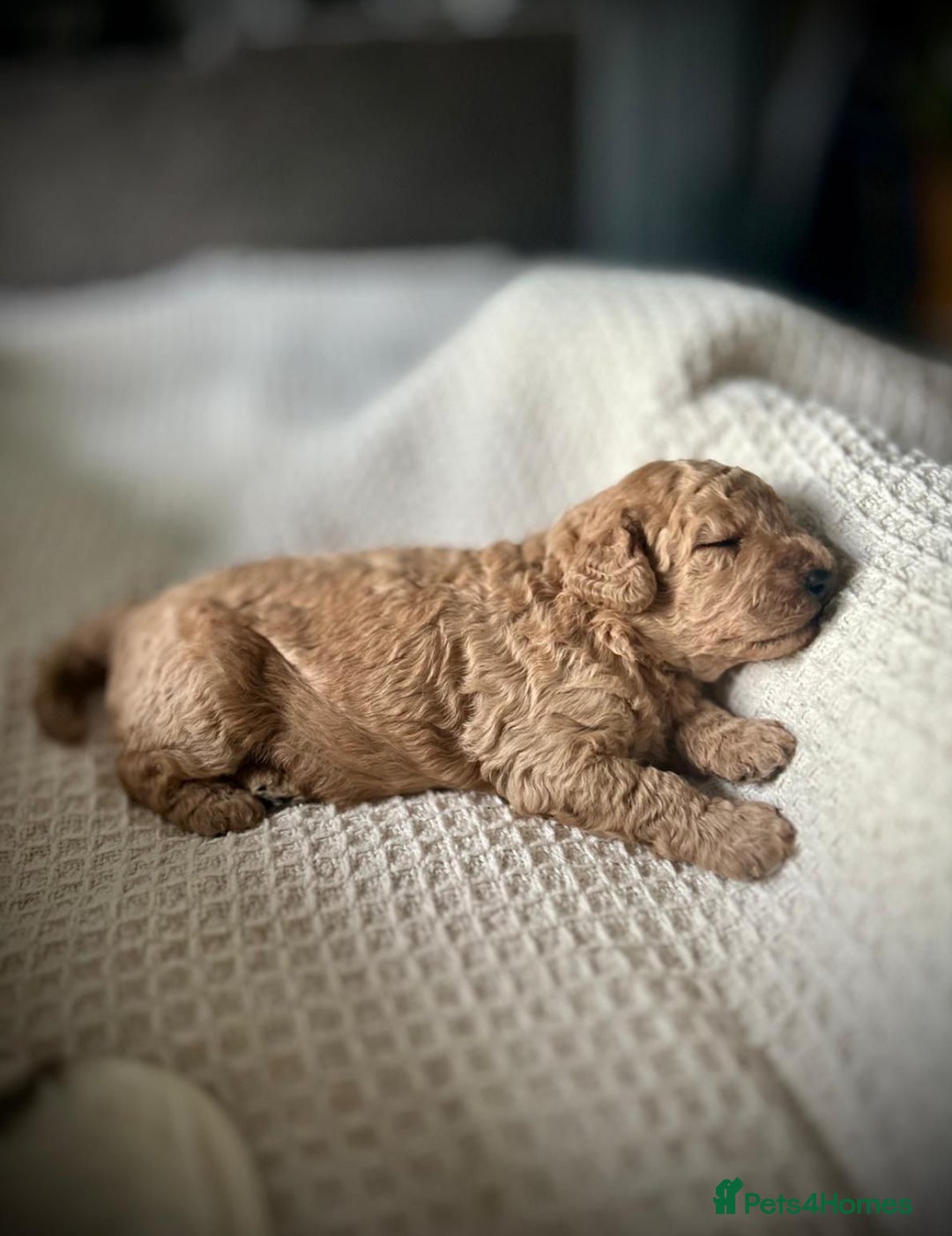 Miniature Poodle dogs for sale: Gorgeous miniature poodles  - Image 10