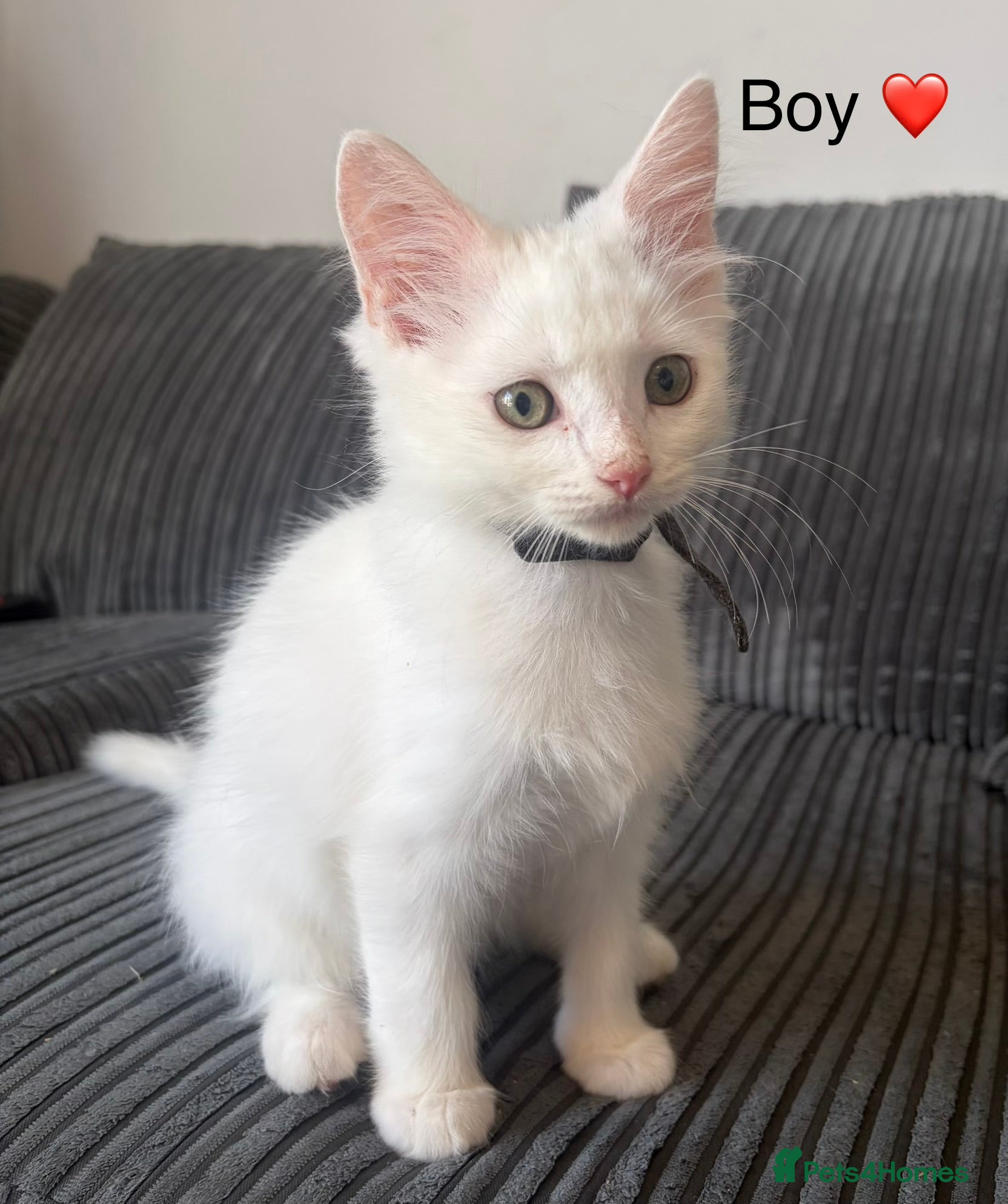 Mixed Breed cats Mixed Maine Coon - Advert 2