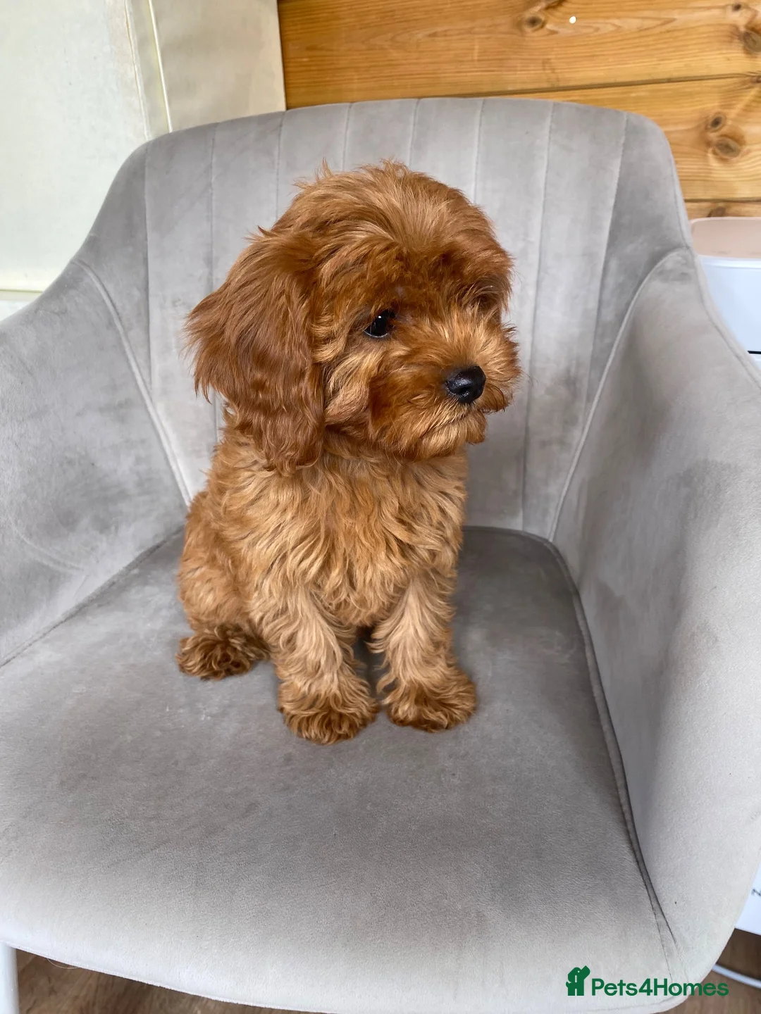 Cavapoo dogs for sale: Red cavapoo puppies for sale  in Pershore - Advert 6