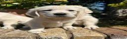 Golden Retriever dogs for sale: English cream golden retriever puppies in Rainham - Advert 13