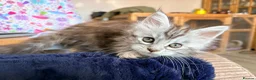 Maine Coon cats for sale: Two registered mainecoon kittens (1 poly)  - Advert 17