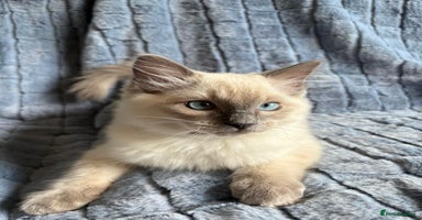 Ragdoll cats - Advert 10