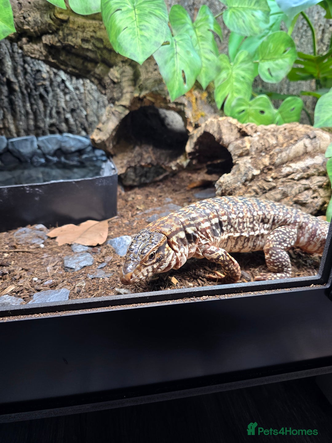 Monitor reptiles for sale: Devil Line Red Tegu Female CB25 - Advert 7