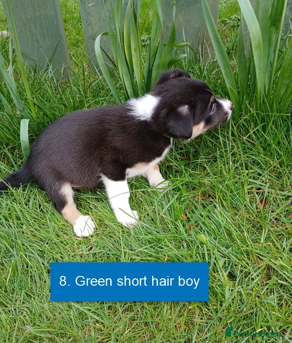 Border Collie dogs Pedigree tri-colour border collie puppies - Advert 2