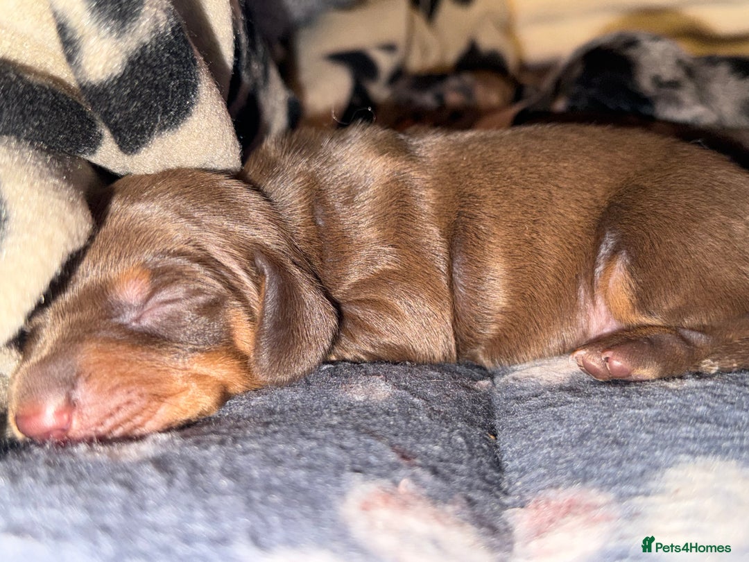 Miniature Dachshund dogs for sale: 🐾 5 Mini Dachshunds 4 dappled, 1 choc 🐾 - Advert 14