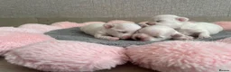 Maltese dogs for sale: Beautiful KC reg.Maltese puppies  - Advert 11