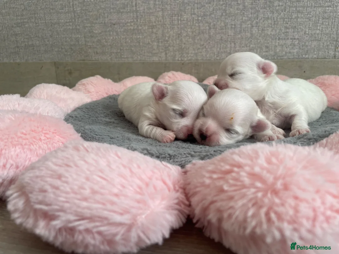 Maltese dogs for sale: Beautiful KC reg.Maltese puppies  - Advert 11