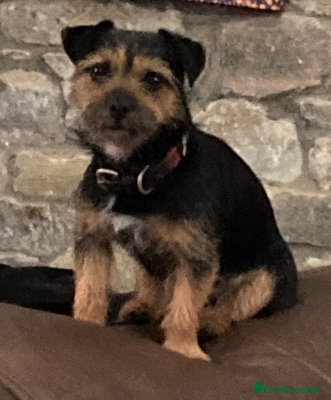 Mixed Breed dogs for sale: BEAUTIFUL BORDER JACK PUPPIES - Advert 9