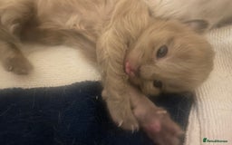 Balinese cats for sale: 🐾2 Gorgeous cubs🐾Need Forever Homes Only 🏡 - Image 1