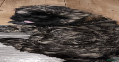Lhasa Apso dogs - Advert 5