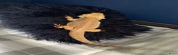 Bearded Dragon reptiles for sale: Breaded dragon in Derby - Advert 5