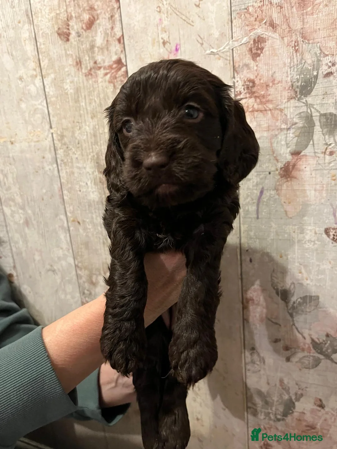 Mixed Breed dogs for sale: Beautiful Sprockerpoo puppies 😍 - Advert 13