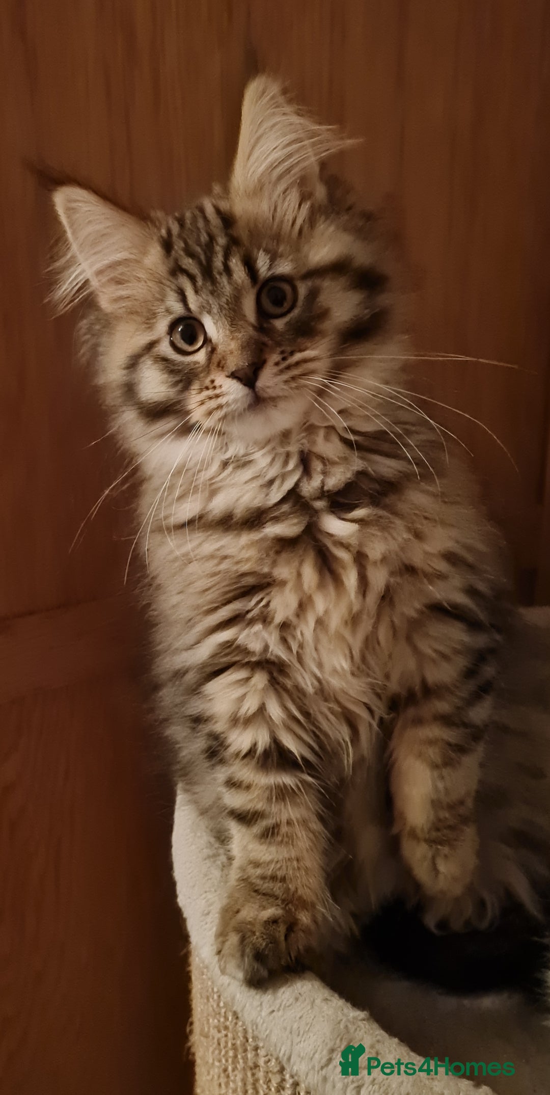 Maine Coon cats for sale: Beautiful Pedigree Mainecoons - Advert 5