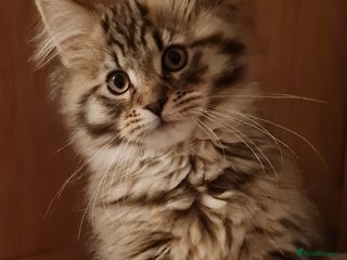 Maine Coon cats Beautiful Pedigree Mainecoons - Advert 17