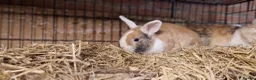 Mini Lop rabbits for sale: Gorgeous, friendly, ginger mini lop boys ready now - Advert 13