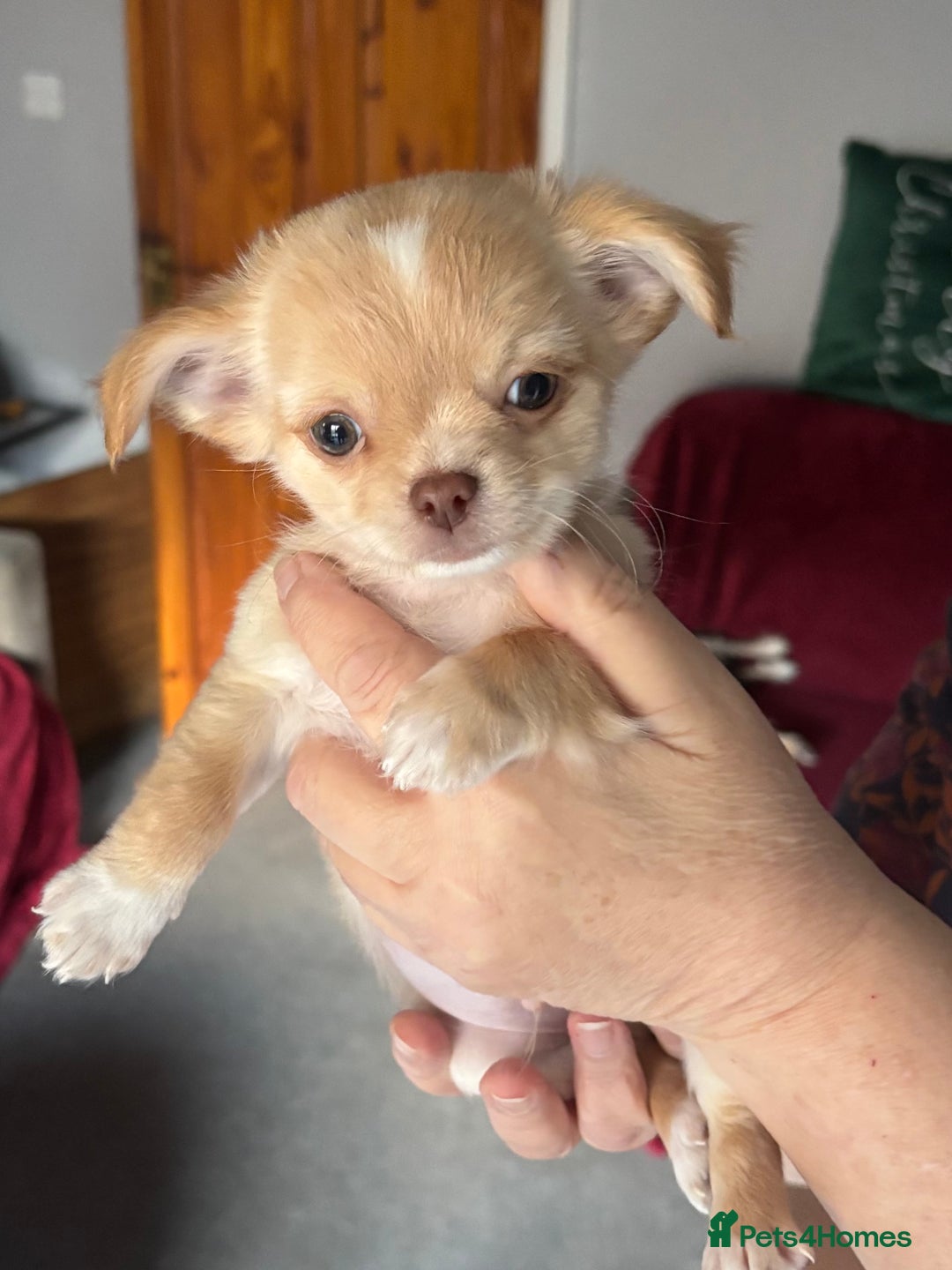 Chihuahua dogs for sale: KC Registered Chihuahua puppies available  - Advert 11