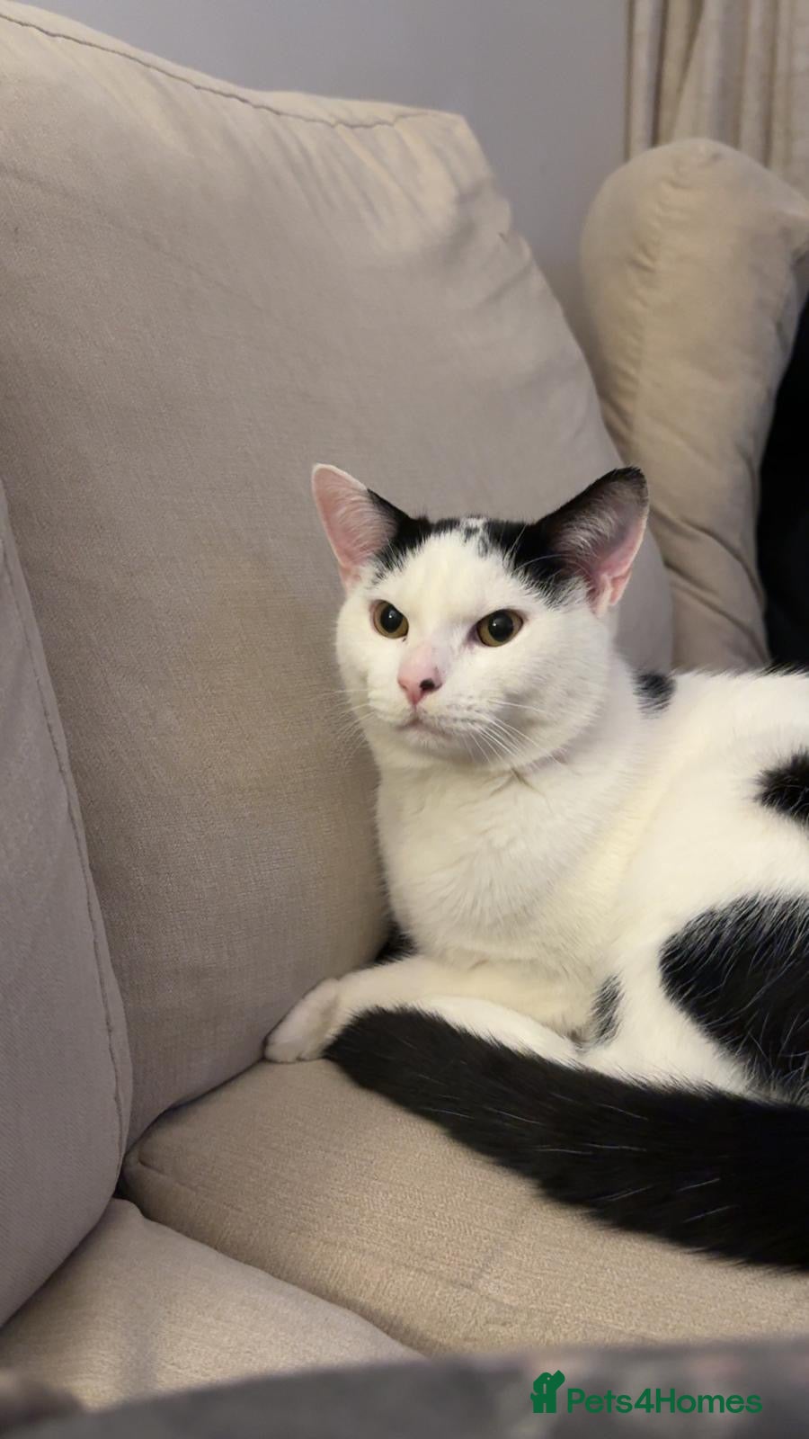 Mixed Breed cats 11 month old kitten in need of a new home - Advert 18