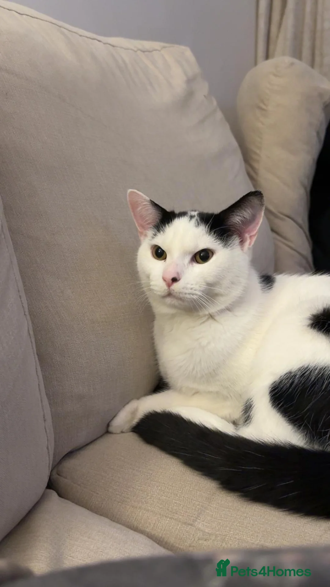 Mixed Breed cats for adoption: 11 month old kitten in need of a new home in London - Advert 1