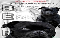 Staffordshire Bull Terrier dogs for sale: Stunning Males For Sale  - Image 3